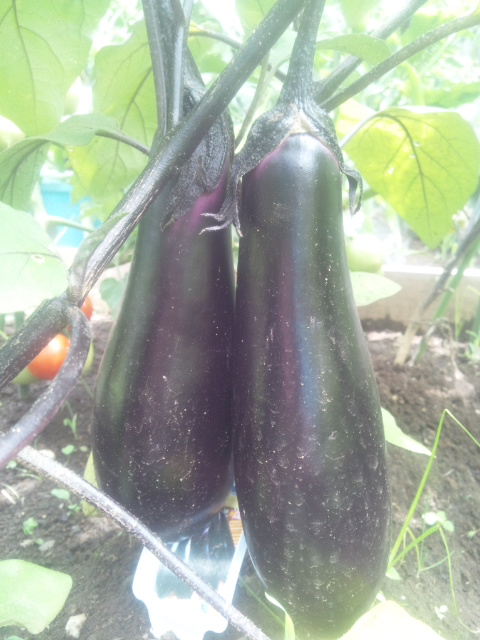 DSC_0414.JPG