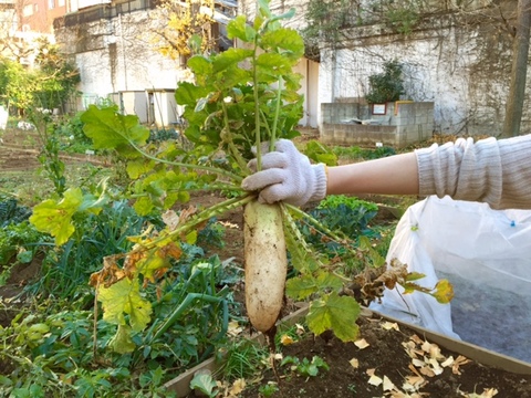 daikon.jpg