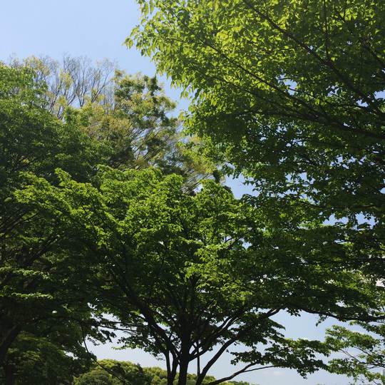 20150502_yoyogipark_mtg2.JPG