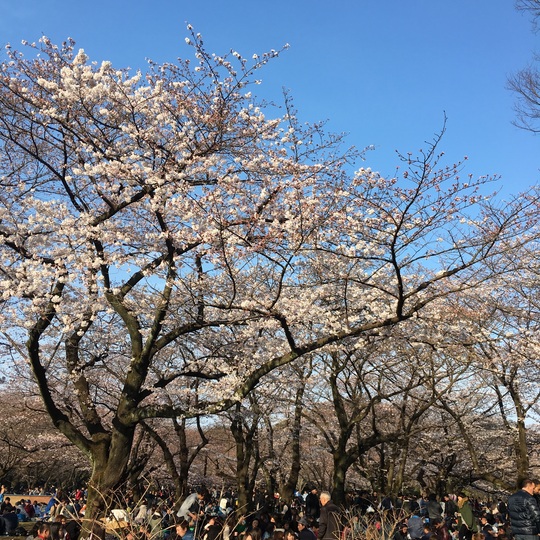 代々木公園　桜.jpg