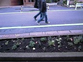 路上の草木を見て歩く ～原宿でポケットパークを探そう編～