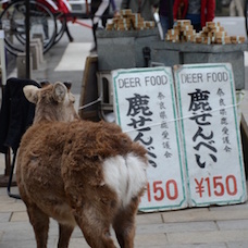 人に会いに行く旅をしよう。＠奈良県 奈良市
〜「日本古来から伝わる薬草の新たな展開」「山フェスで森開き！林業のこれから」「奈良ならでは！のビールを生み出す」ほか〜