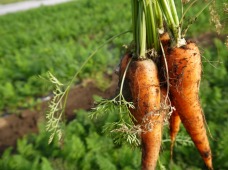 野菜ともっと、なかよくなろう。
～知って、食べて、野菜のあるライフスタイルを考える～