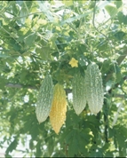 野菜デス。～なんだか最近「野菜」が気になる人へ～