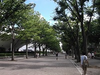代々木公園 けやき並木(NHKホール前)